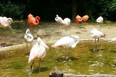 Flock of birds in water