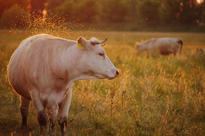 Cows on grassy field during sunset