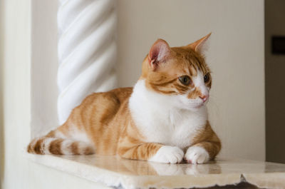 Close-up of a cat resting