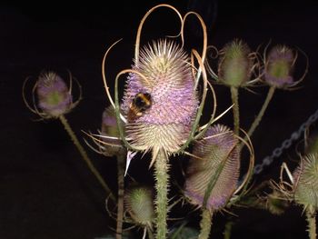 Close-up of bee pollinating on purple flower at night