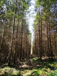 Low angle view of bamboo trees in forest