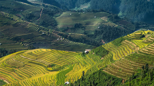 High angle view of rice paddy