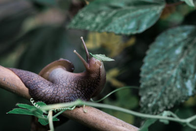 Close-up of snail on plant