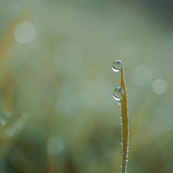 Drop on the green grass leaf in rainy days, green background