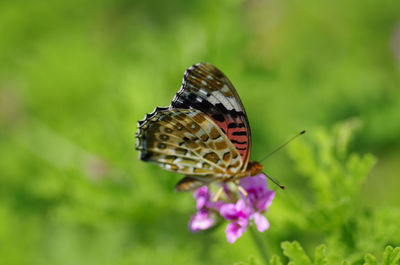 Close-up of butterfly on flower