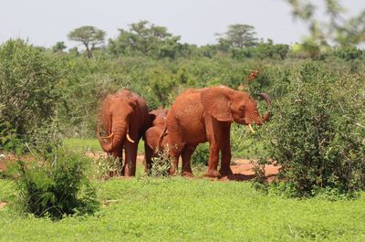 Elephant standing on field against trees