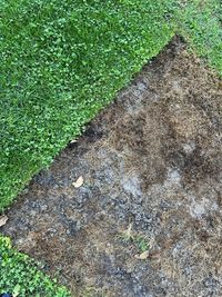 soil
