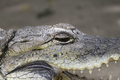 Close-up of crocodile in the water