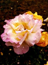 Close-up of water drops on flower