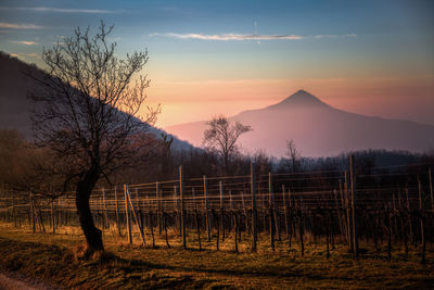 Scenic view of field against sky during sunset