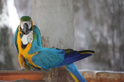 Close-up of a bird perching on wood