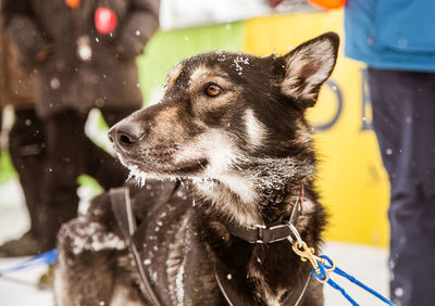 Close-up of dog looking away