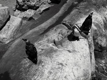 Rocks in sea