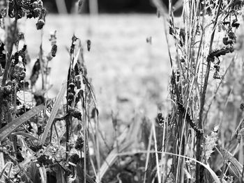 Close-up of plants growing on field