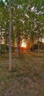 Trees on field