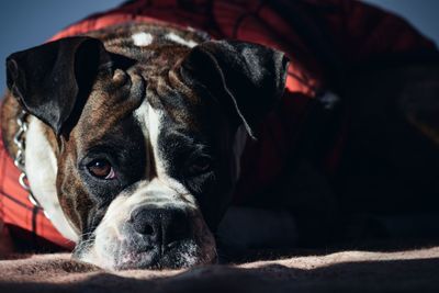 Close-up portrait of dog