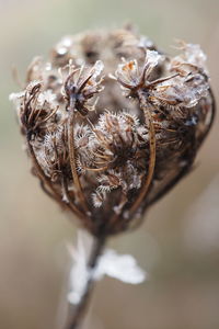 Close-up of dried plant