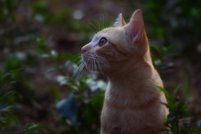 Close-up of a cat looking away