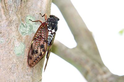 Close-up of butterfly perching outdoors