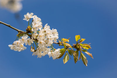 Low angle view of white blossoms against sky