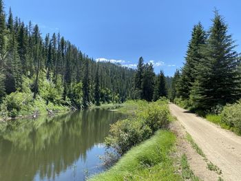 Panoramic view of pine trees by lake against sky