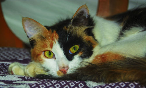 Close-up portrait of cat relaxing on floor