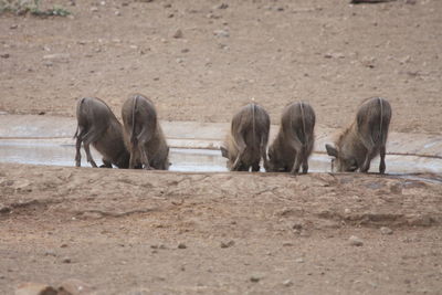 Horses in a row