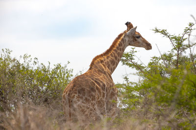 Giraffe standing on field against sky