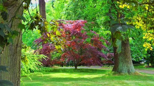 Trees growing in park