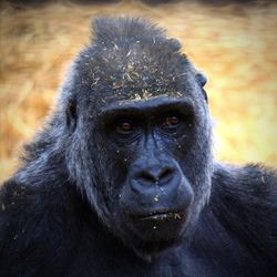 Close-up portrait of gorilla