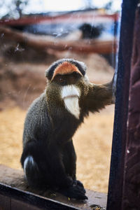 Close-up of monkey