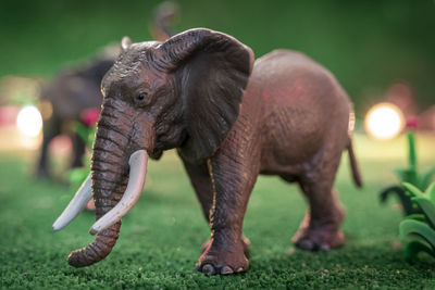 Close-up of elephant on field