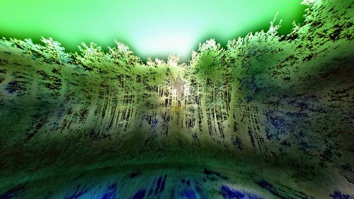 Low angle view of trees against sky