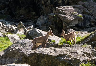 View of an animal on rock