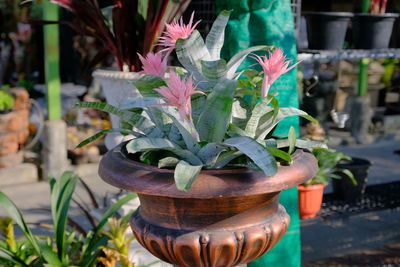 Close-up of potted plant