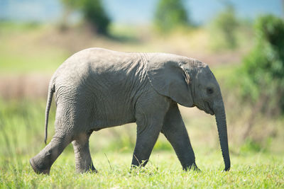Baby elephant walks across grass in sun