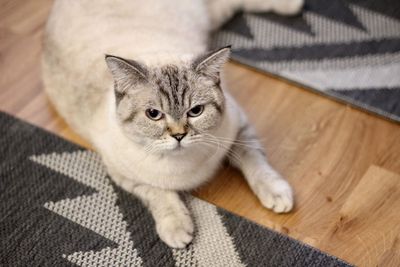 High angle portrait of cat relaxing on floor