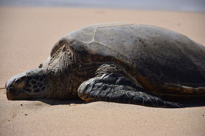 Close-up of turtle on sand at beach