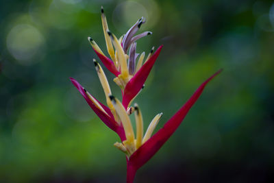 Close-up of pink flower bud