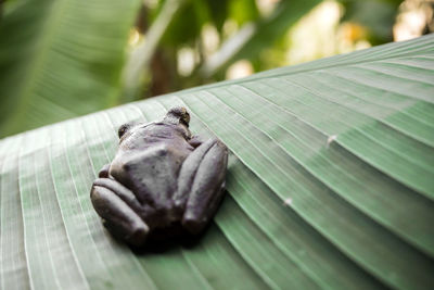 Tree frog on the big green leaf