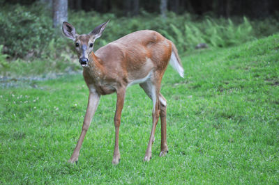 Portrait of deer standing on field