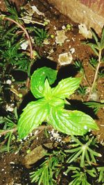 High angle view of plants growing on field