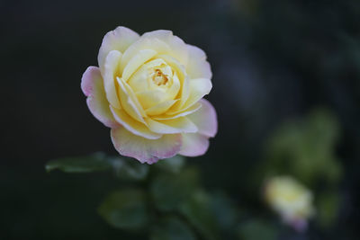 Close-up of rose against blurred background