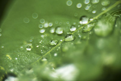 Close-up of water drops on leaves