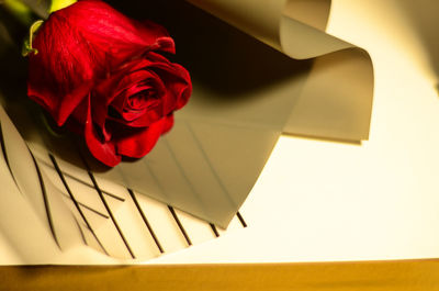 Close-up of red rose