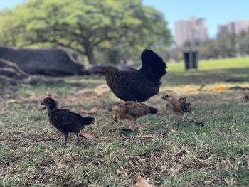 Ducks on a field