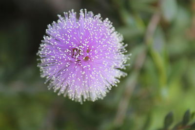 Close-up of pink flower