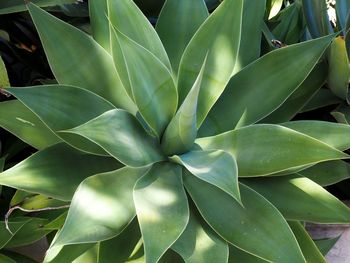 Close-up of green leaves