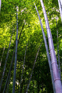 Low angle view of bamboo trees against sky