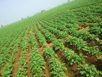 Close-up of corn field against sky